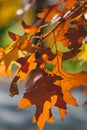 Autumn yellow leaf closeup. Bright orange tree change. Golden color in park Royalty Free Stock Photo