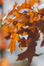 Autumn yellow leaf closeup. Bright orange tree change. Golden color in park Royalty Free Stock Photo