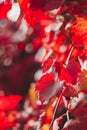 Autumn yellow leaf closeup. Bright orange tree change. Golden color in park Royalty Free Stock Photo