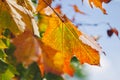 Autumn yellow leaf closeup. Bright orange tree change. Golden color in park Royalty Free Stock Photo