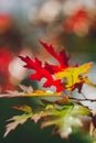 Autumn yellow leaf closeup. Bright orange tree change. Golden color in park Royalty Free Stock Photo