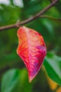 Autumn yellow leaf closeup. Bright orange tree change. Golden color in park Royalty Free Stock Photo