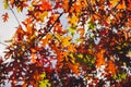 Autumn yellow leaf closeup. Bright orange tree change. Golden color in park Royalty Free Stock Photo