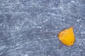 Autumn yellow leaf on a concrete surface spattered with paint Royalty Free Stock Photo