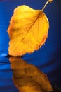 Autumn yellow leaf on a dark blue background Royalty Free Stock Photo
