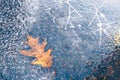 Autumn yellow leaf frozen in ice - yellow on a blue background Royalty Free Stock Photo