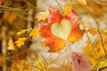 autumn yellow leaf with heart in female hand, blurred photo foggy landscape, forest, warm light illuminates leafless trunks of