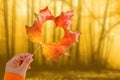 autumn yellow leaf with heart in female hand, blurred photo foggy landscape, forest, warm light illuminates leafless trunks of