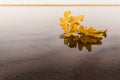 Autumn yellow leaf and its reflection in water