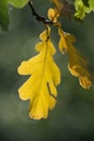 Autumn yellow leaf of oak tree. Fall background with leaves in sun lights with bokeh Royalty Free Stock Photo