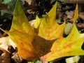 Autumn, yellow leaf of a plane tree in the sunshine Royalty Free Stock Photo