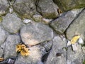 Autumn yellow leaf on the stones in the forest