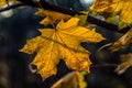 Autumn yellow leaf Royalty Free Stock Photo