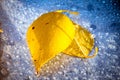 An autumn yellow leaf of a tree lies on frozen water drops Royalty Free Stock Photo