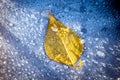 An autumn yellow leaf of a tree lies on frozen water drops Royalty Free Stock Photo