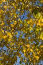 Autumn yellow leafs Royalty Free Stock Photo