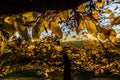Autumn yellow leafs Royalty Free Stock Photo