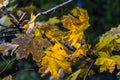 Autumn yellow leafs Royalty Free Stock Photo
