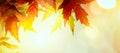 Autumn yellow leaves; abstract nature autumn Background