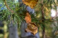 Autumn yellow leaves background. Dry leaves and cobweb on pine branch. Fall landscape. Copy space for text Royalty Free Stock Photo