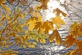 Autumn. yellow leaves on a background of water where the reflected rays of the Sun