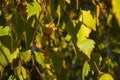 Autumn yellow leaves birch tree. Royalty Free Stock Photo