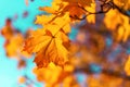 Autumn yellow leaves on blue sky background. Golden autumn concept. Sunny day, warm weather