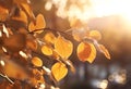 Autumn yellow leaves on a blurred forest background, very shallow focus. Royalty Free Stock Photo