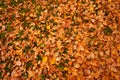 Autumn yellow leaves carpet. Fallen leaves on the ground Royalty Free Stock Photo