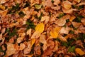 Autumn yellow leaves carpet. Fallen leaves on the ground Royalty Free Stock Photo