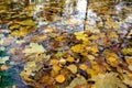 Autumn yellow leaves in a clean puddle in autumn