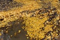 Autumn yellow leaves in a clean puddle in autumn