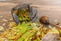 Autumn yellow leaves. Cleaning of street areas Royalty Free Stock Photo