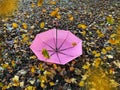 Autumn yellow leaves fall in Tallinn Old town medieval city  tower ,pink  umbrella under rain in park travel to Estonia Autumn Royalty Free Stock Photo