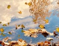 Autumn yellow leaves fall on water at asphalt blue sky white clouds and  tree reflection in a puddle rainy season Royalty Free Stock Photo