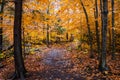 Autumn yellow leaves in the forest at Tahquamenon Falls State Park in Michigan Fall colors Royalty Free Stock Photo