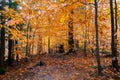 Autumn yellow leaves in the forest at Tahquamenon Falls State Park in Michigan Fall colors Royalty Free Stock Photo