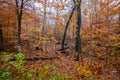 Autumn yellow leaves in the forest at Tahquamenon Falls State Park in Michigan Fall colors Royalty Free Stock Photo