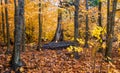 Autumn yellow leaves in the forest at Tahquamenon Falls State Park in Michigan Fall colors Royalty Free Stock Photo