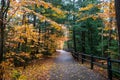 Autumn yellow leaves in the forest at Tahquamenon Falls State Park in Michigan Fall colors Royalty Free Stock Photo