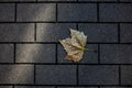 autumn yellow leaves gray stone street