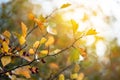 Autumn yellow leaves and Hawthorn fruits on a branch. Medicinal plant Crataegus monogyna, known as hawthorn  may, mayblossom, Royalty Free Stock Photo