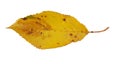 Autumn leaves isolated cherry tree leaf  for background Royalty Free Stock Photo