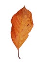 Autumn leaves isolated cherry tree leaf  for background Royalty Free Stock Photo