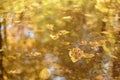 Autumn, yellow leaves lie in a puddle against the background of leaves, macro photography. Royalty Free Stock Photo