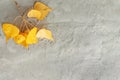 Autumn, yellow leaves lie on shallow sand