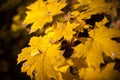 Autumn yellow leaves maple