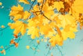 Autumn yellow leaves of marple tree in autumn park. Fall background with leaves in sun lights. Beautiful nature landscape