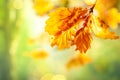 Autumn yellow leaves  of oak tree in autumn park. Royalty Free Stock Photo