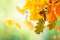 Autumn yellow leaves  of oak tree in autumn park. Fall background with leaves. Royalty Free Stock Photo